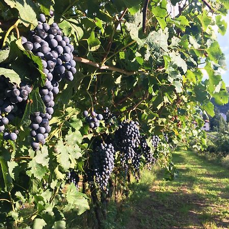 8 Grappoli Agritur Villa Trento Ngoại thất bức ảnh