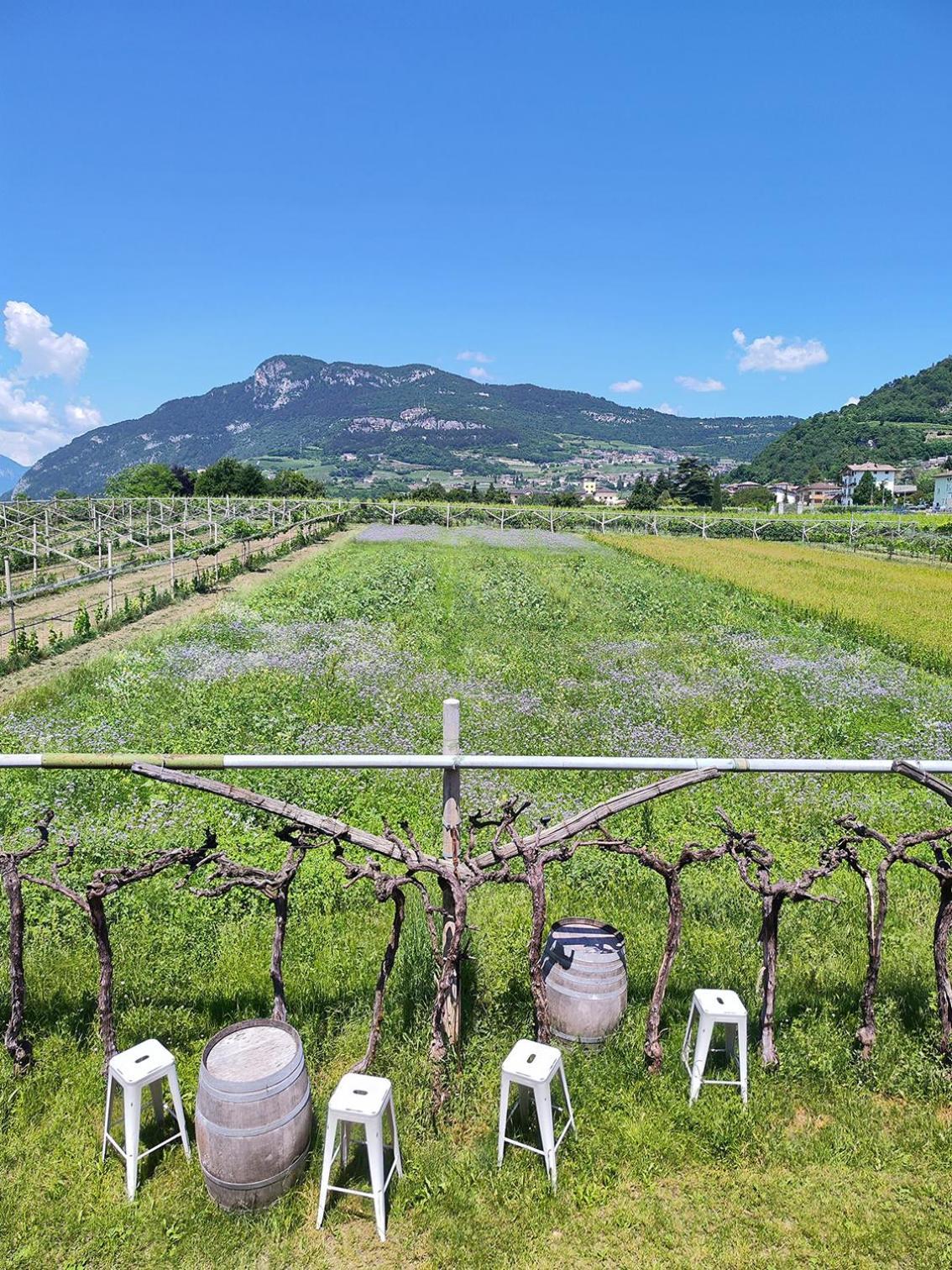 8 Grappoli Agritur Villa Trento Ngoại thất bức ảnh